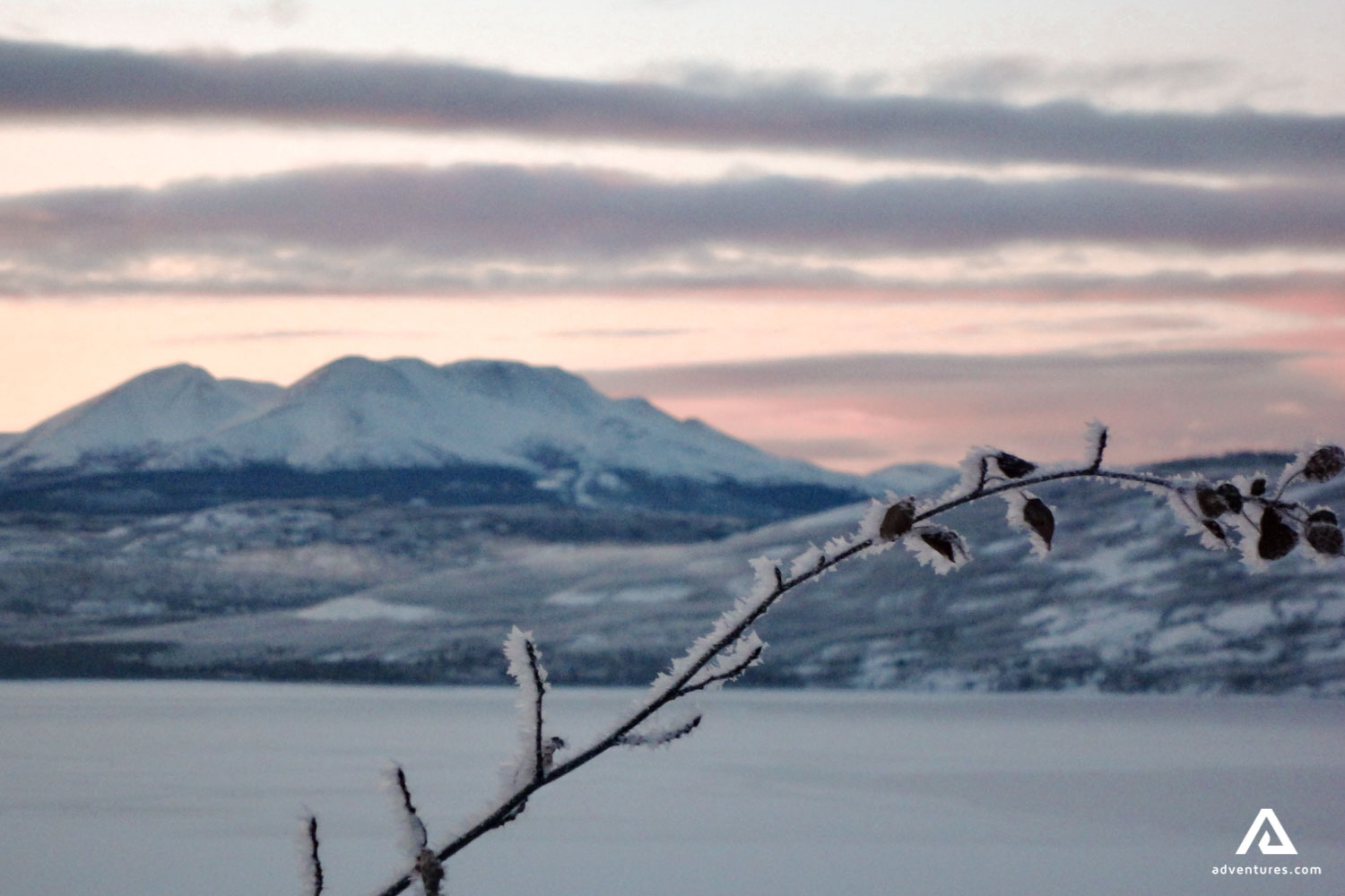frozen branch in winter in yukon canada