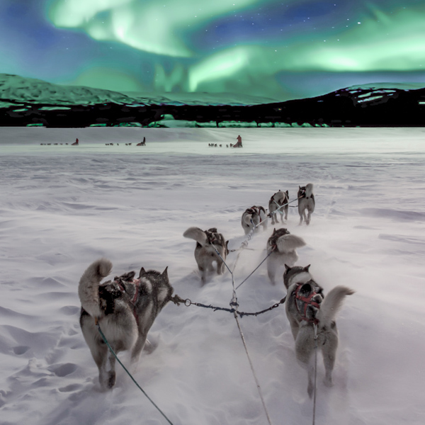 Dog Sledding Tours in the Yukon