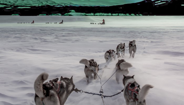 Dog Sledding Tours in the Yukon