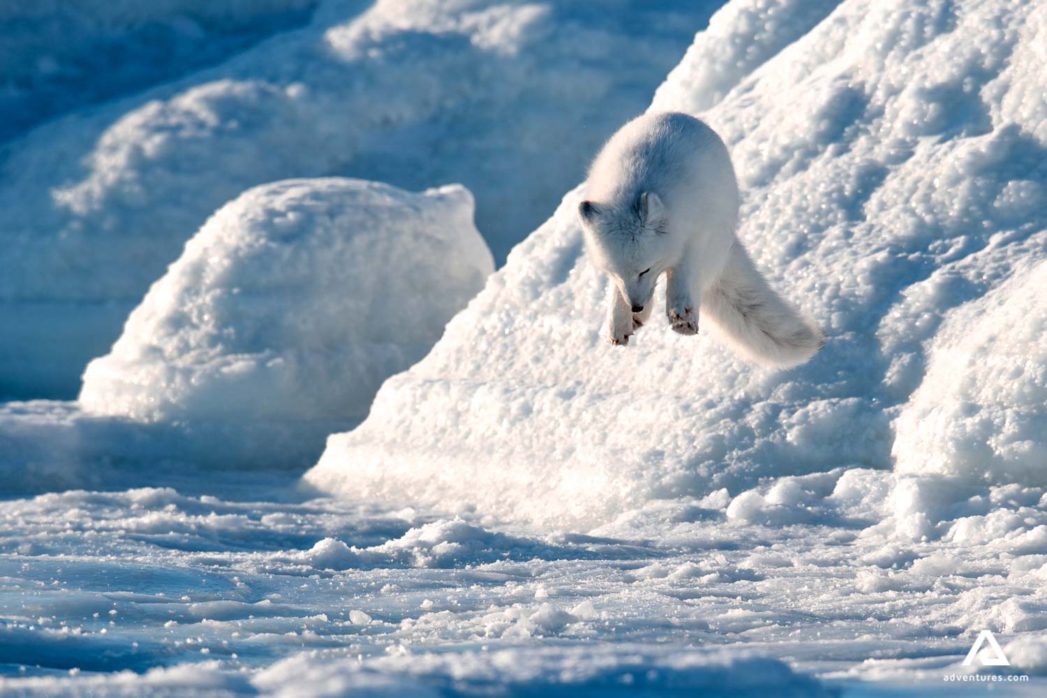arctic fox hunting and jumping