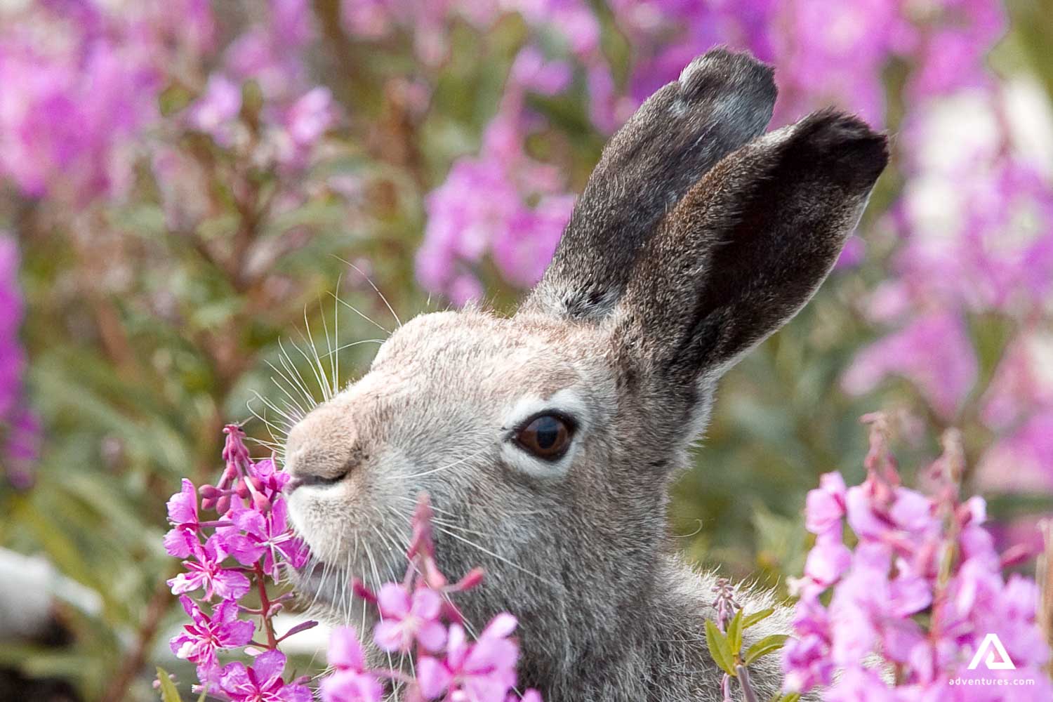 arctic rabit in a flower field in canada