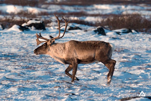 caribou in winter in canada