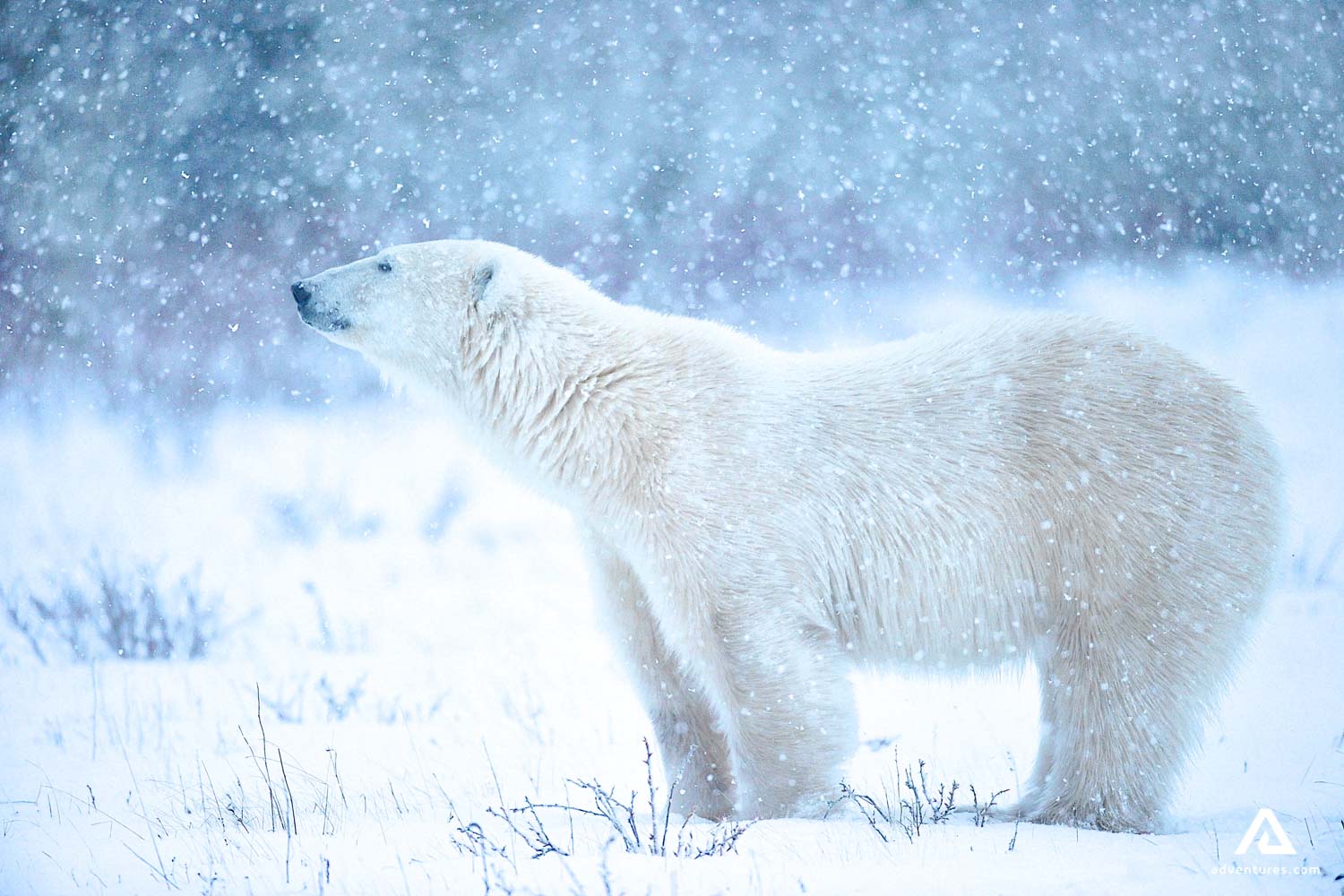 polar bear at a snow storm in canada