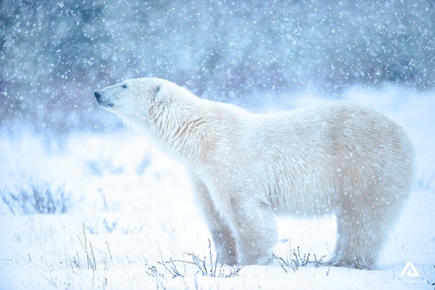 polar bear at a snow storm in canada