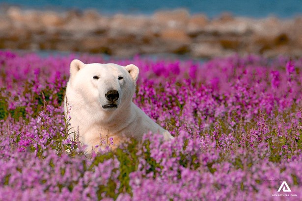 polar beer peeking through a flower field