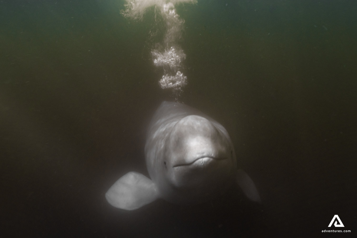 beluga whale underwater