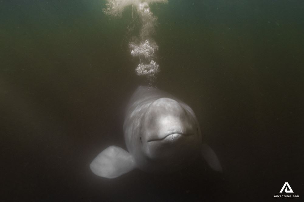 beluga whale underwater