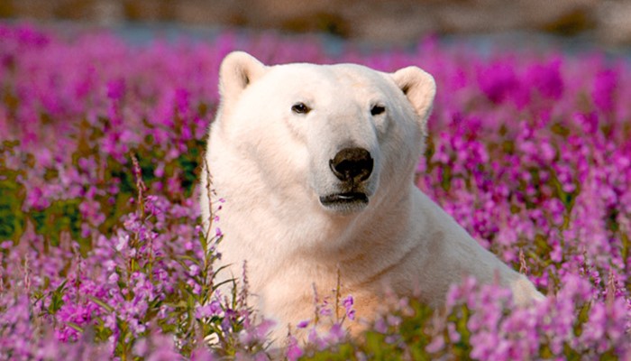 9 Arctic Animals You Can See in the North 