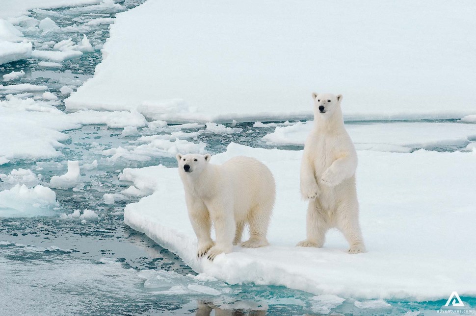 Polar Bear Nunavut Floe Edge Canada