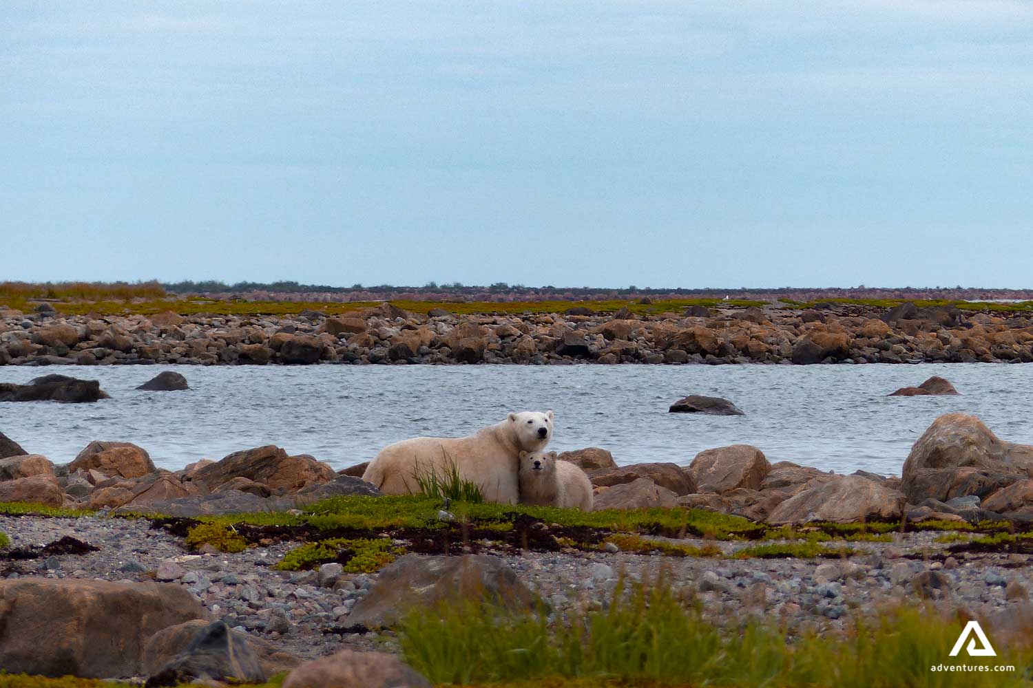 polar bear in the wilderness