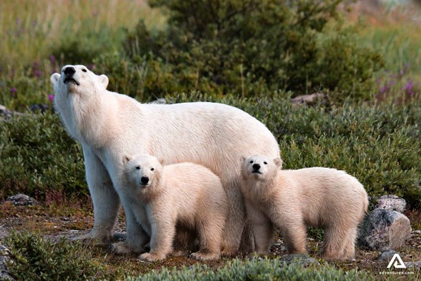 polar bear with two cubs