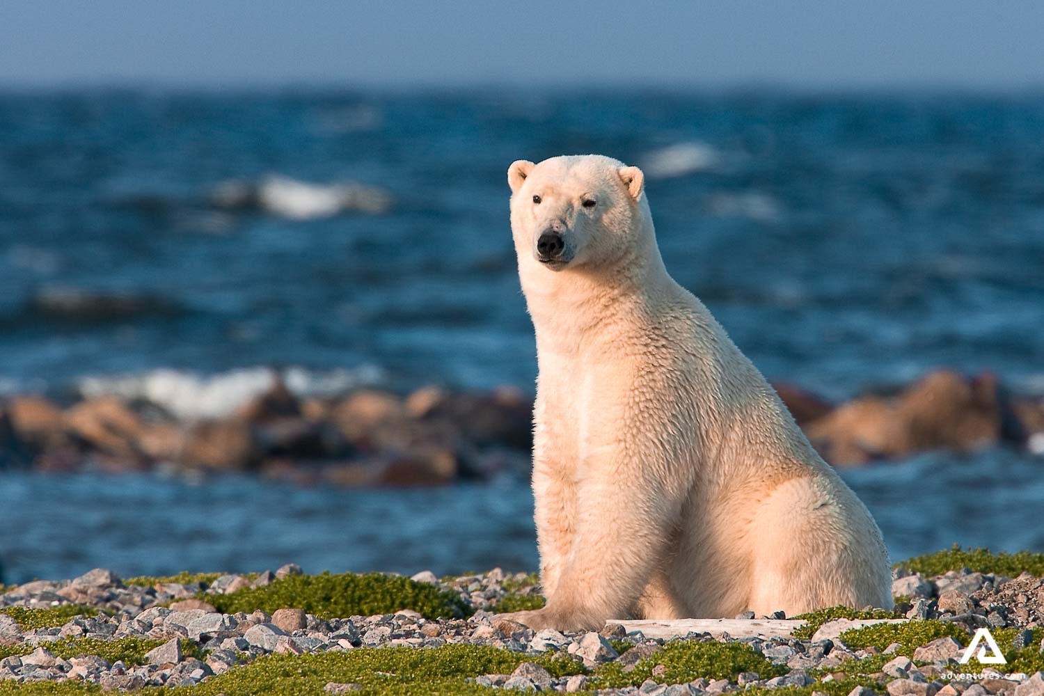polar bear in a field in canada