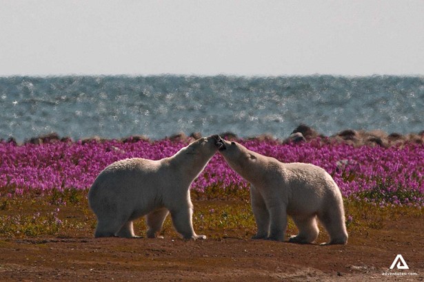 two polar bears in a flower field near a shore