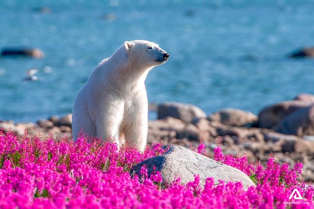 purple flower field near a polar bear in canada