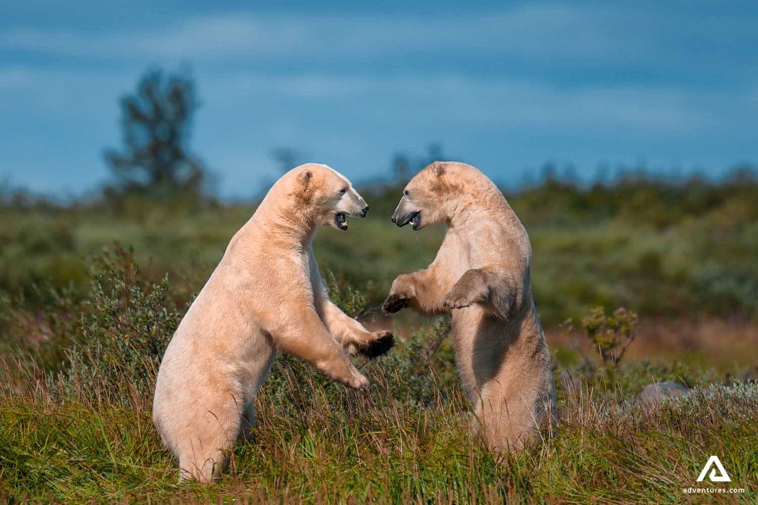 polar bears playing in a field