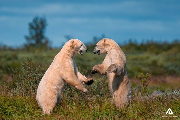 polar bears playing in a field