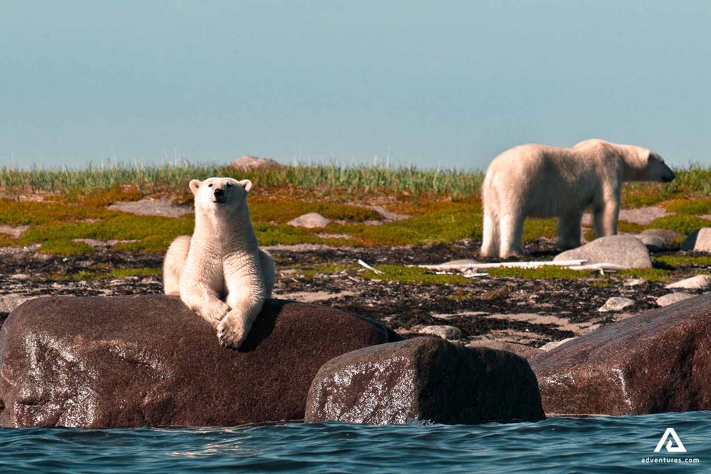 polar bear resting on a rock