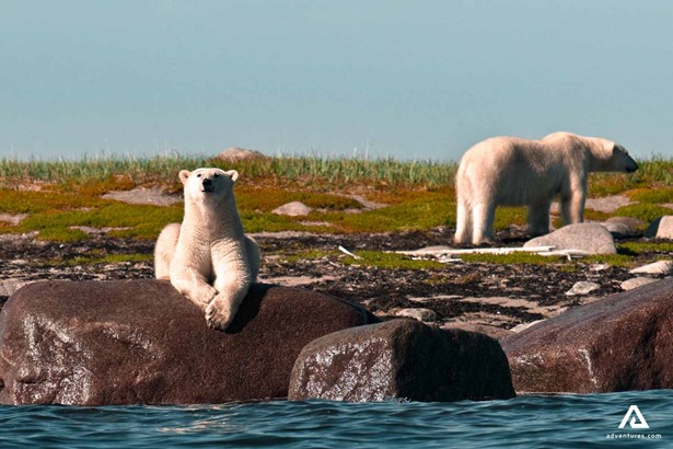 polar bear resting on a rock in canada