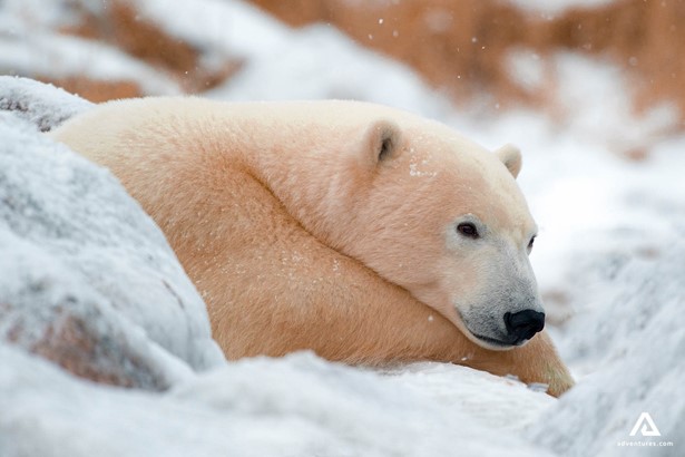 resting polar bear in winter