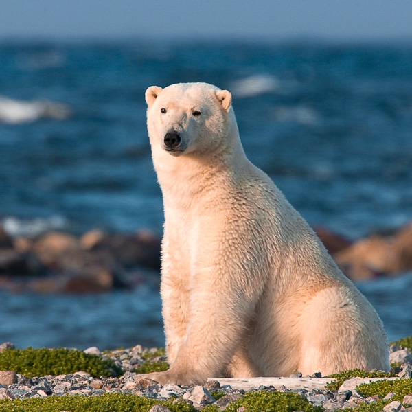 Polar bear viewing tour - Along the Hudson Bay