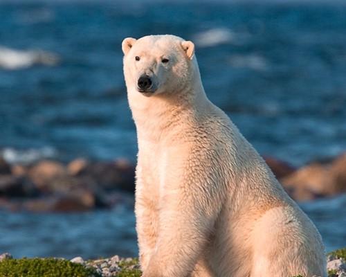 Polar bear viewing tour - Along the Hudson Bay