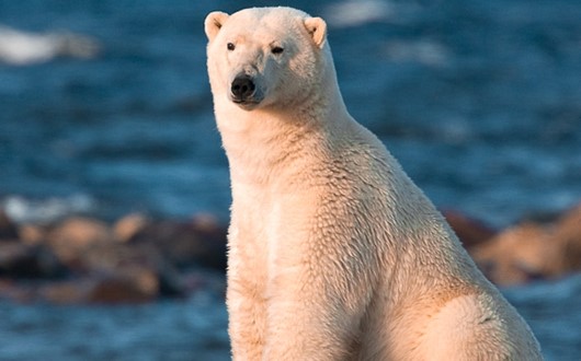Polar bear viewing tour - Along the Hudson Bay