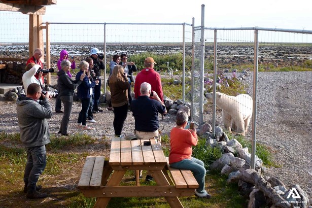 people watching polar bears behind fence in hudson bay