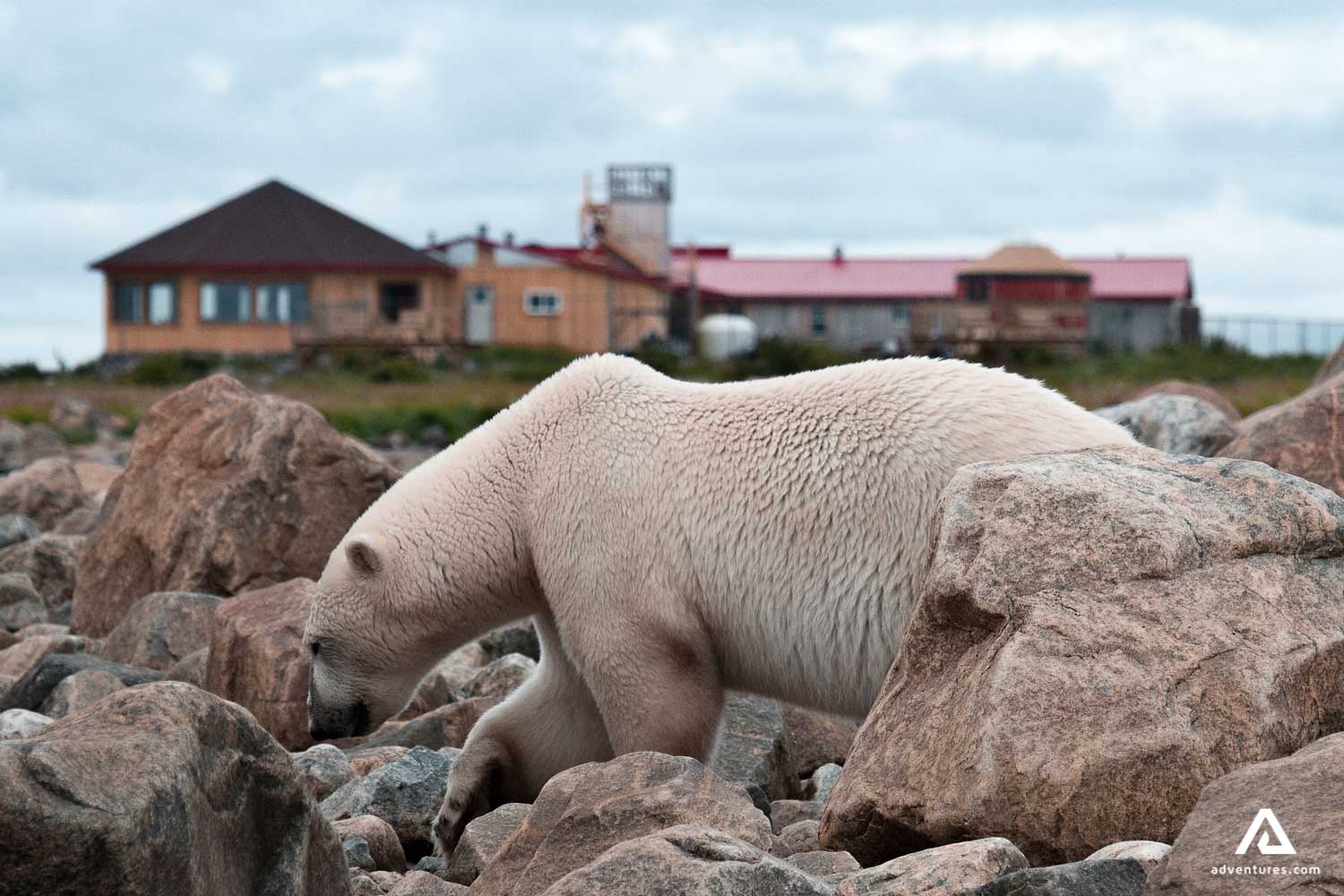 polar bear in hudson bay area in canada