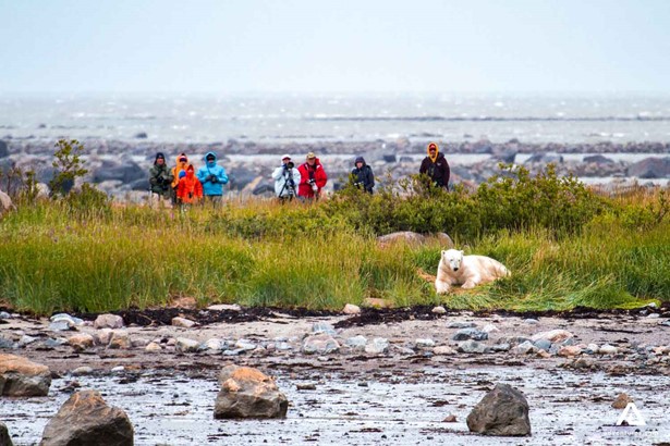 polar bear near people in manitoba