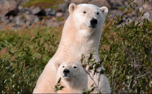Polar bear and wildlife viewing on an arctic safari tour