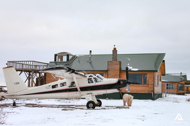 polar bear near a plane in manitoba