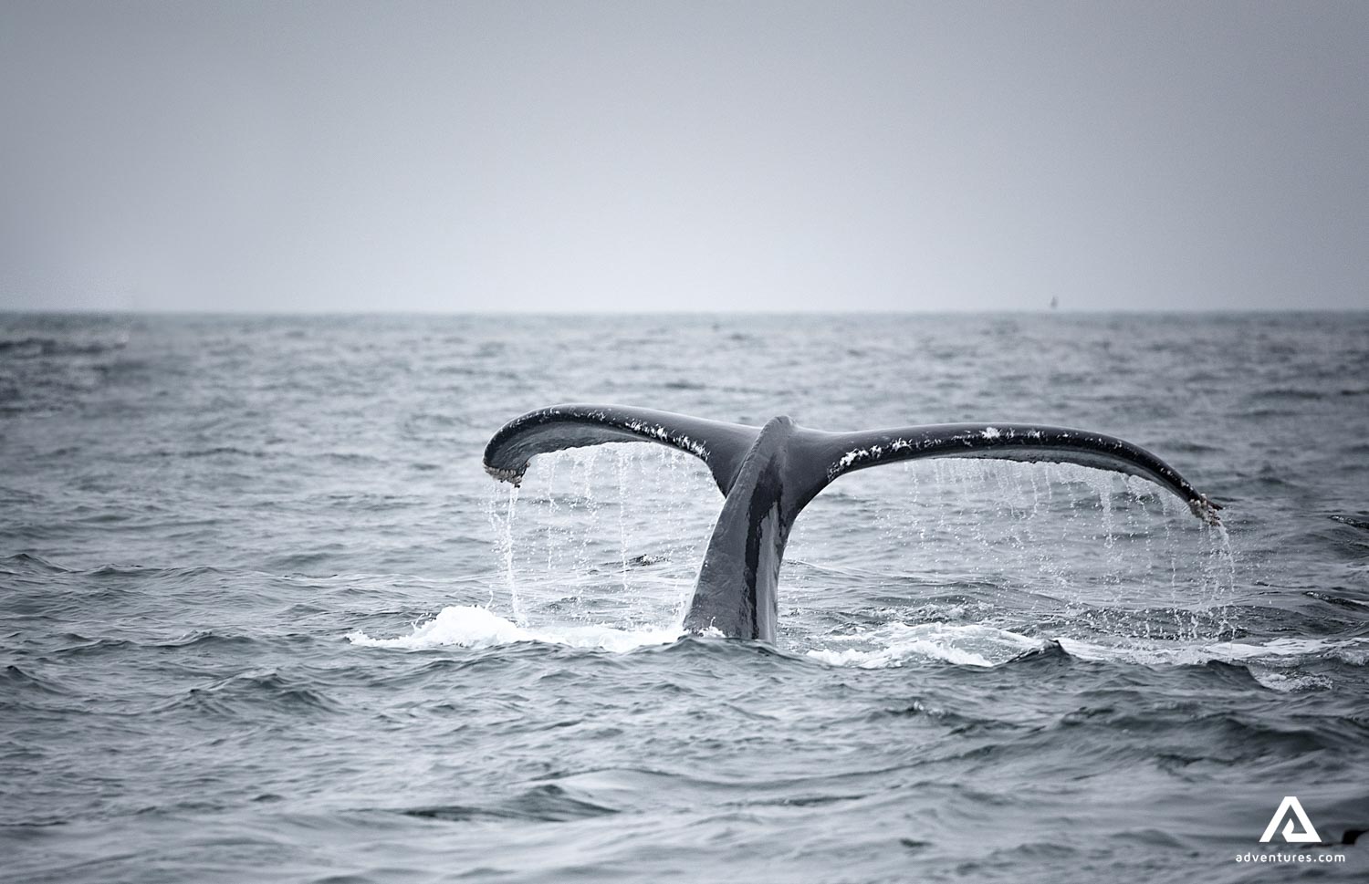 whale tail breaching in ocean