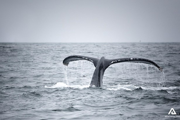 whale tail breaching in ocean