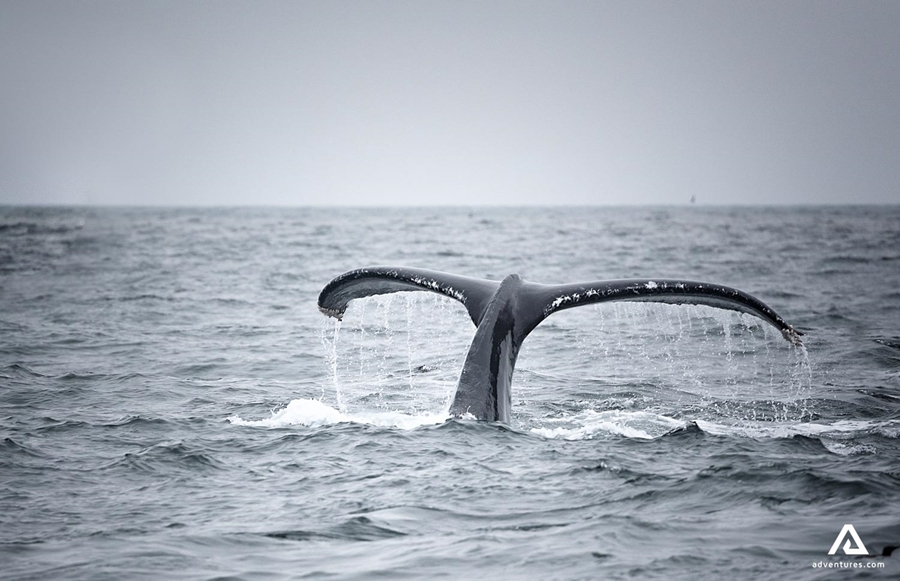 whale tail breaching
