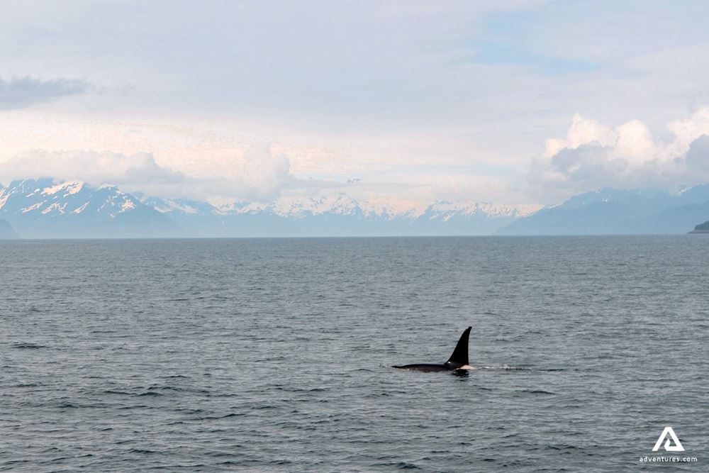 orca in ocean water