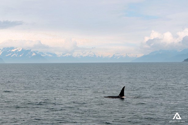 orca in ocean water in canada