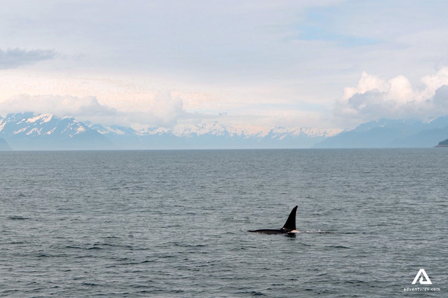 orca in ocean water