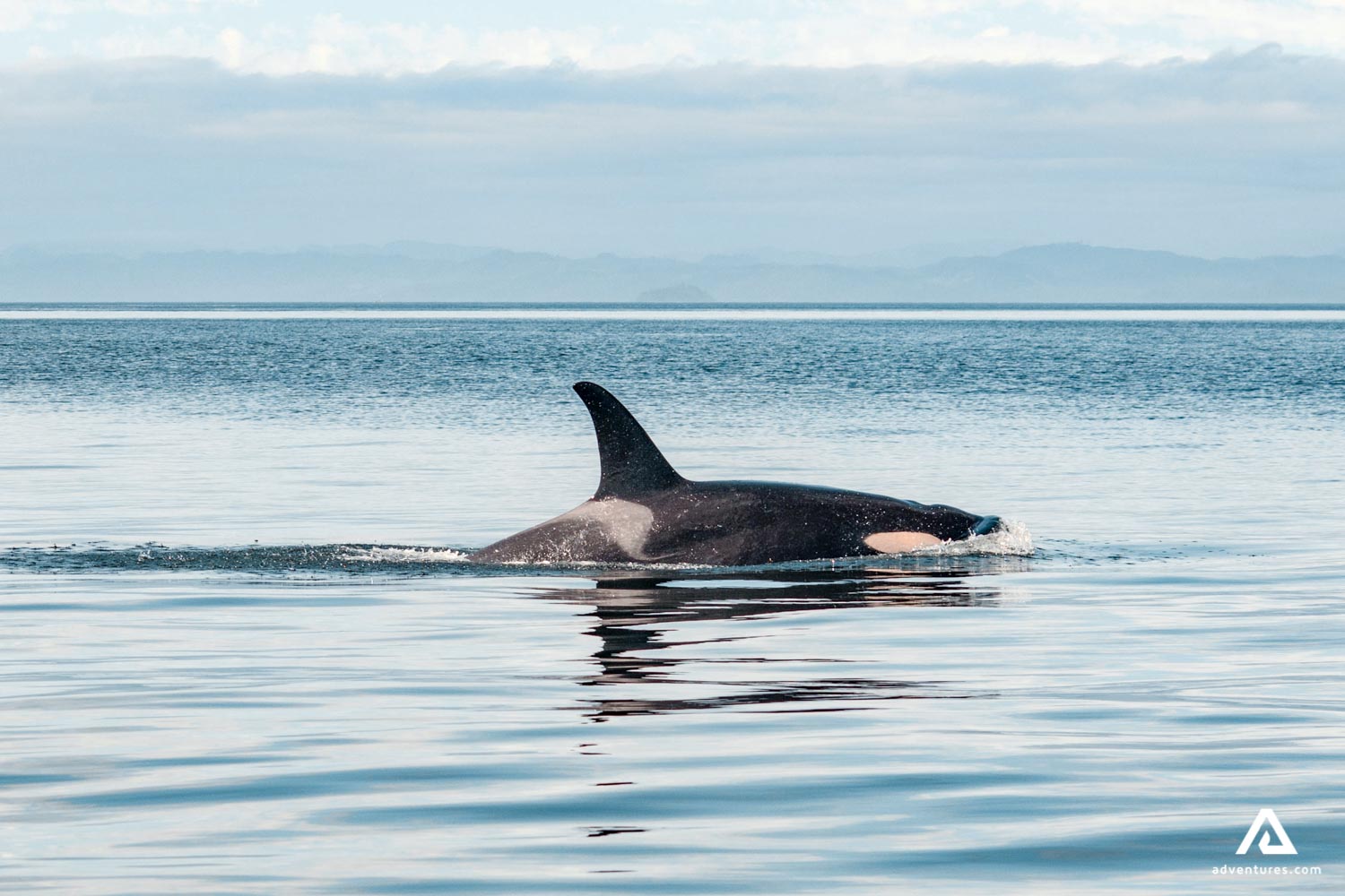 orca above water breaching