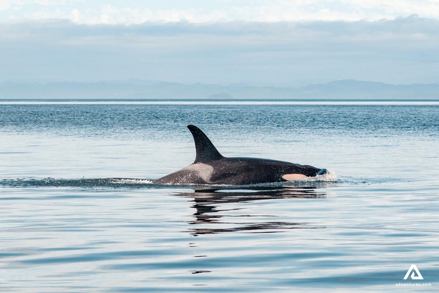 orca above water