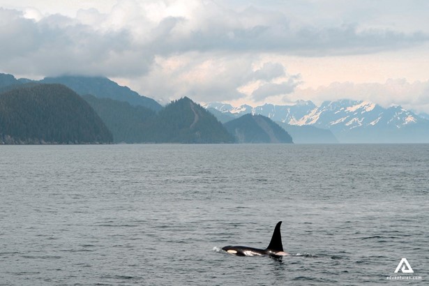 orca near steep mountains in canada