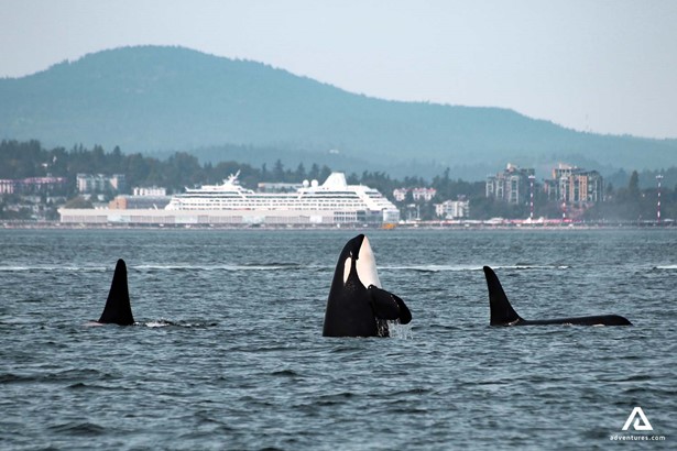 orcas breaching near shore in canada