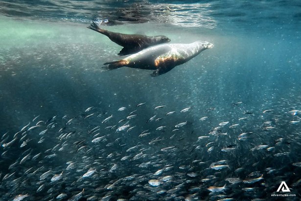 seals diving near fish in canada