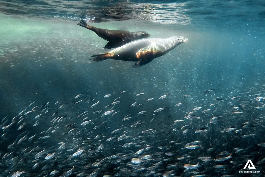 seals diving near fish