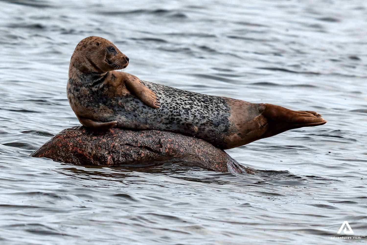 seal on a rock in canada