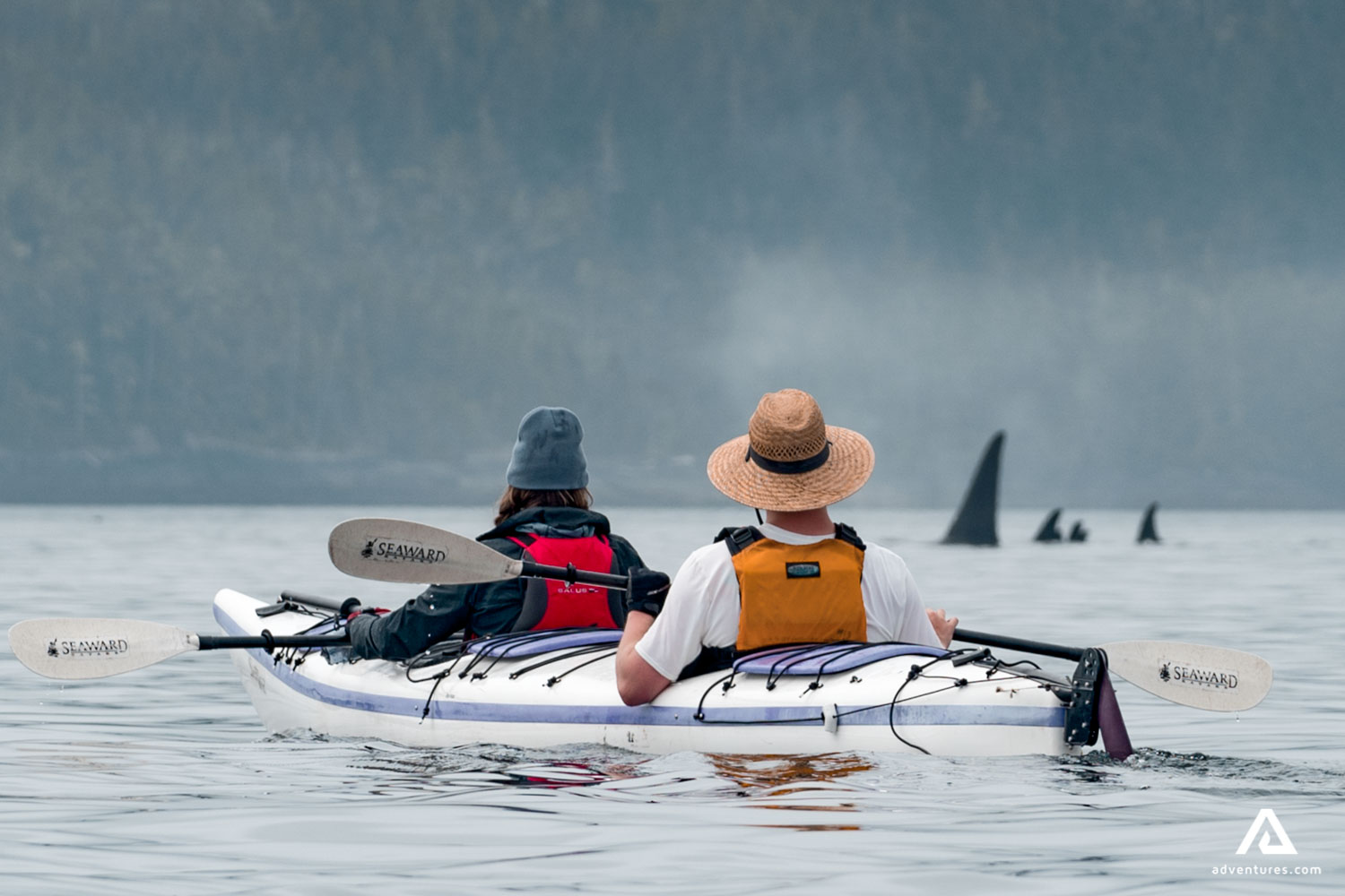 watching orcas on kayaking tour in canada