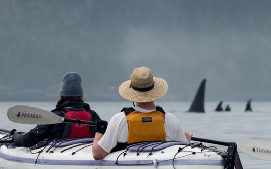Sea kayaking tours on Vancouver Island to view orcas