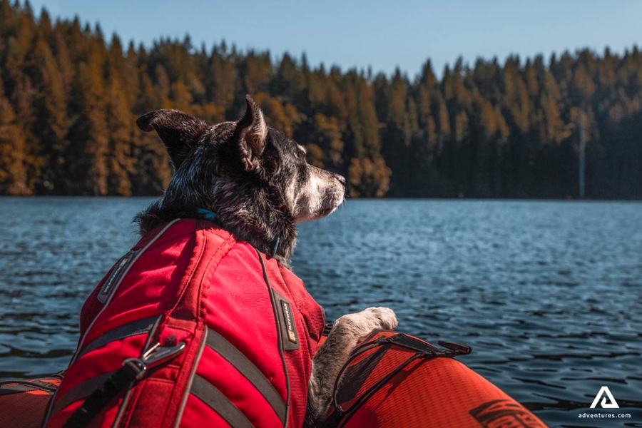 Canoeing with the dog in Canada