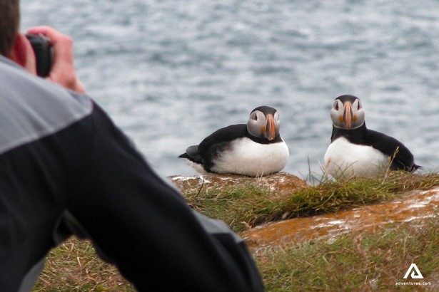 photographer taking pictures of puffins