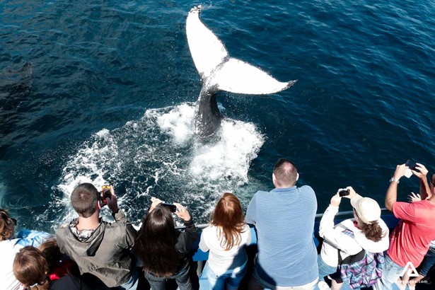 whale breaching near group of people in canada