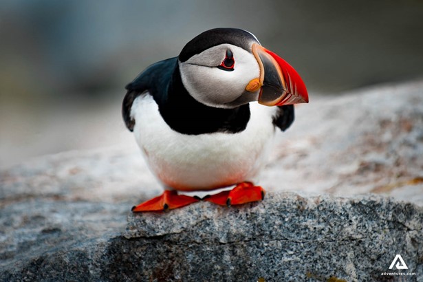 puffin on a rock in canada